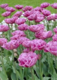 Tulp Lilac Perfection